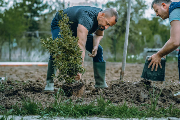  Hazel Dell, WA Tree Service Pros